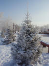 Павлодар 2009 - Набережная зимой - Иней на ёлочке